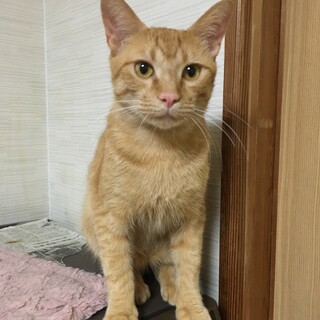 【7/23⭐️堺東にて譲渡会】参加猫ゴンくん