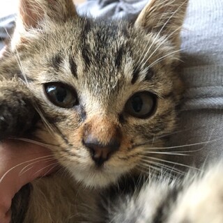 【7/23⭐️堺東にて譲渡会】参加猫ハナちゃん