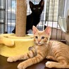 【7/23⭐️堺東にて譲渡会】参加猫ルウくん サムネイル2