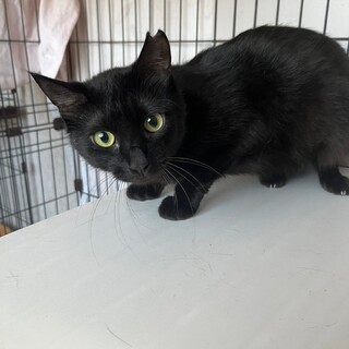 ごはん大好きセリちゃん【飛騨】