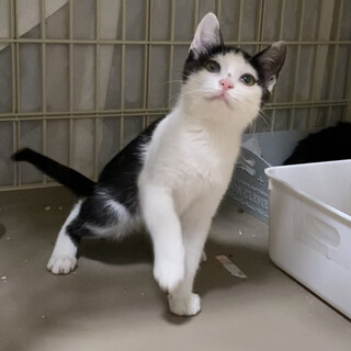 2ヶ月　白黒猫　お転婆娘　わかめちゃん