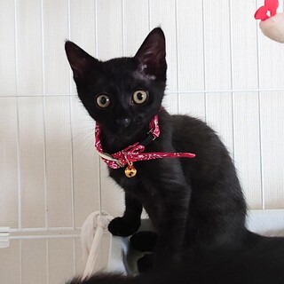 【7/23⭐️堺東にて譲渡会】参加猫クロくん