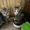 1ヶ月半　三毛キジ猫　愛らしい　みおちゃん サムネイル4