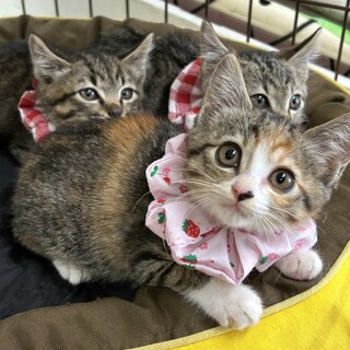 1ヶ月半　三毛キジ猫　愛らしい　みおちゃん