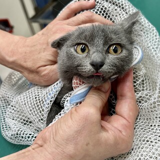 オールグレイ、人慣れバッチリの３ヶ月才の子猫