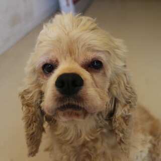 6歳女の子里親様募集