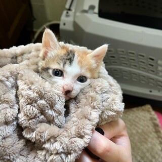 走り回ってはしゃぐの大好きロティちゃん【飛騨】