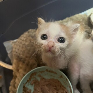 ロティと兄妹ブロドくん【飛騨】