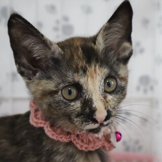 とっても活発なサビ猫のルルちゃん！