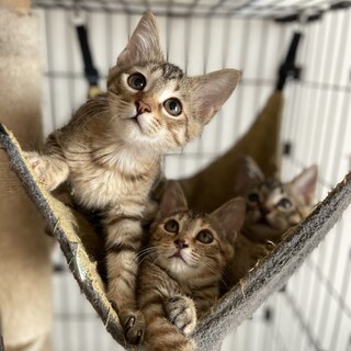 【7/30芝浦】美しいキジトラ麦わら兄妹たち