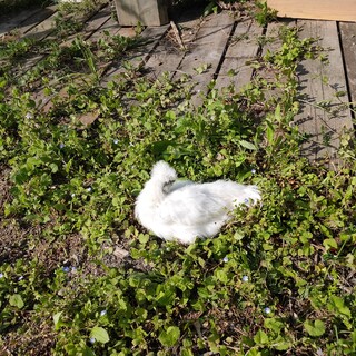 募集停止中です。