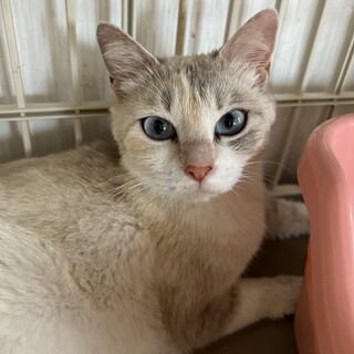 【お見合い随時】ラグドール風の美猫