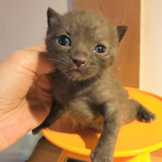 【お見合い随時】ふわふわ黒と薄茶の仲良し兄弟