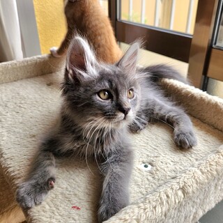 いつもへそ天！甘えん坊さん♪