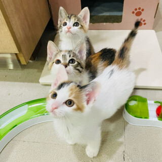 【お見合い随時】甘えん坊三毛姉妹おでんこ