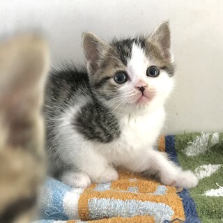 【お見合い随時】人が大好き！キジシロ４兄妹