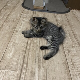 里親募集中！３ヶ月子猫