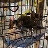 里親募集中！３ヶ月子猫 サムネイル2