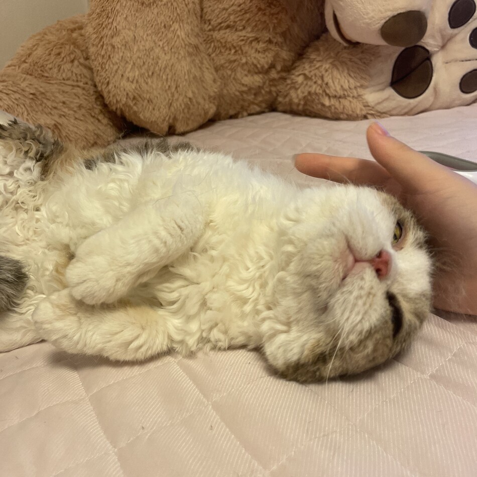 なつのカバー写真