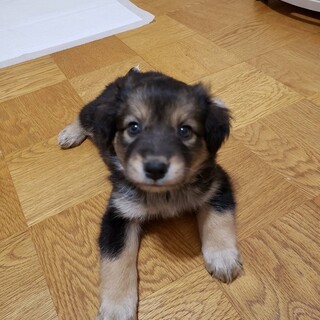 佐呂間多頭100匹より保護