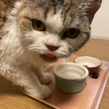 ごはん、おいちー