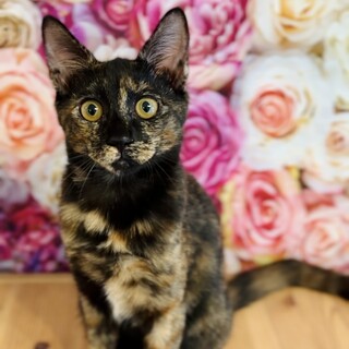 【お見合い随時】性格◎幸運のカギ尻尾☆賢いサビっ子