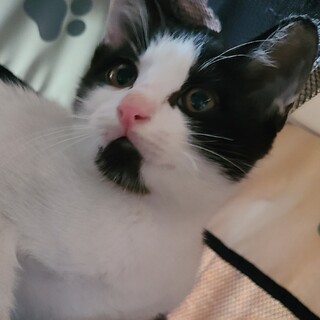 ハチワレ子猫♂の里親になってくれませんか？