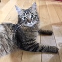 ベンガル×スコティッシュミックスの血統長毛の美猫君