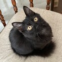 ヤンチャな長毛黒猫の男の子