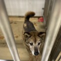 殺処分対象です！迷子で捕獲されました！