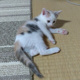 3ヶ月の子猫、パステル三毛ちゃんです