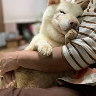 頑張りやさん　いぶきくん