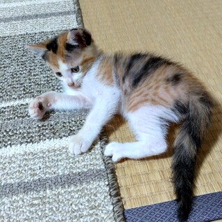 3ヶ月の子猫、キジ三毛ちゃんです