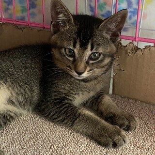 可愛い3ヶ月の4兄妹