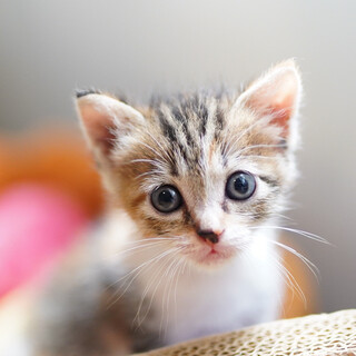 美人系キジ三毛　西荻窪ちゃん