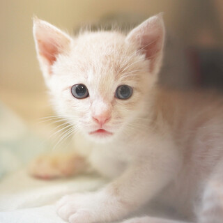 クリーム色の困り顔男子　高円寺くん