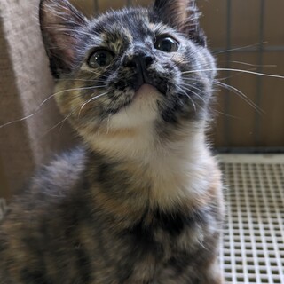 《里親決定》元気いっぱい!!【そよ】