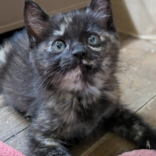 《里親決定》控えめだけど賢い【さよ】