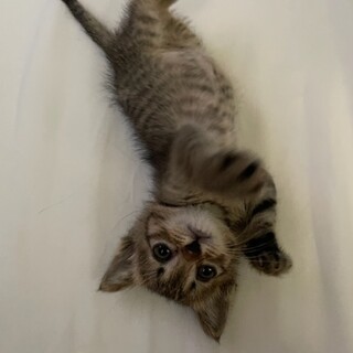 公園猫現場に遺棄されました。可愛い子