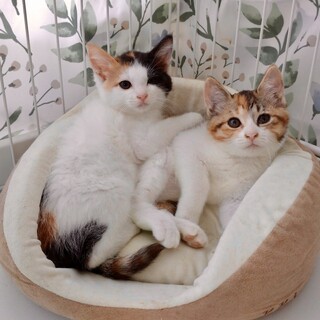 ふわふわもこもこ三毛美猫姉妹