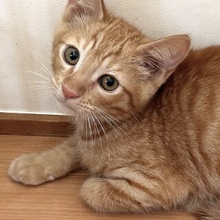 ちょっとビビりなあまえんぼ　茶トラ　ひの君