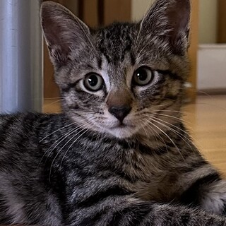 ちょっとビビリなキジトラ　しま君