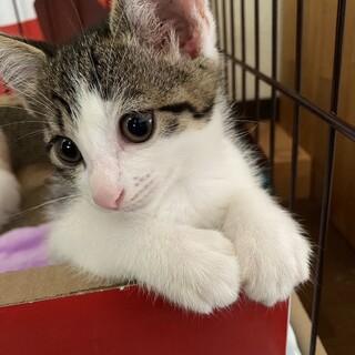 5-12生 キジシロ女の子の里親を募集しています！