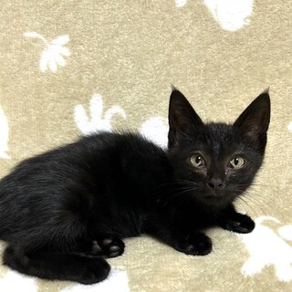 元気なミコちゃん♡ずっとのおうち探しています