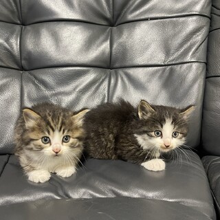 子猫兄弟オスxメス5ヶ月