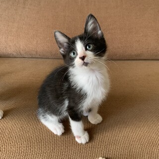 甘えん坊なハチワレくん♡