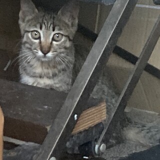 ちょっと控えめなキジトラの男の子‼️