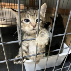 名古屋市緑区猫の譲渡会