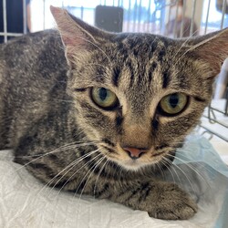 名古屋市緑区猫の譲渡会