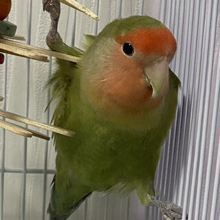 コザクラインコちゃん